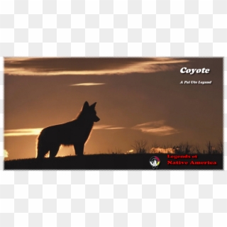 The Coyote, Like His Brother The Wolf, Was A Spiritual - Coyote, HD Png Download
