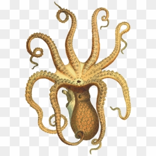Antique Vase Clipart Pic - Transparent Octopus Png, Png Download