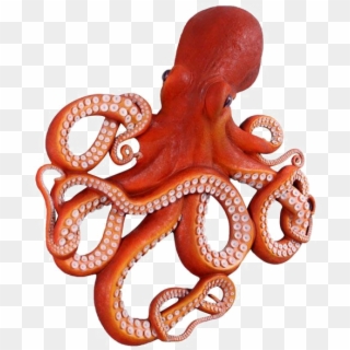 Octopus Png Clipart - Front Of An Octopus, Transparent Png