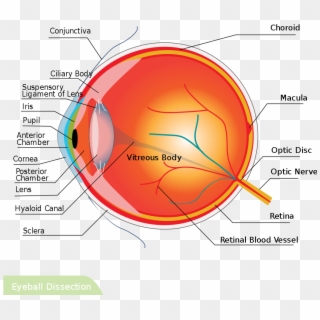 Eyeball Dissection Hariadhi - Anatomia Del Ojos Humano, HD Png Download