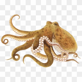Free Png Download Octopus Brown Png Images Background - Octopus Png, Transparent Png