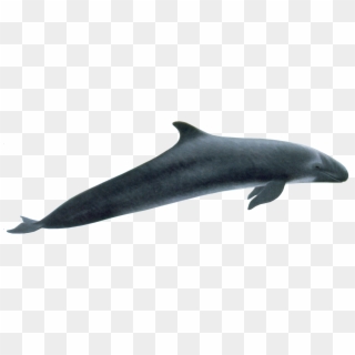 Whale Png - False Killer Whale Flippers, Transparent Png