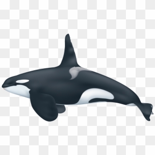Killer Whale Png Transparent Hd Photo - Killer Whale, Png Download