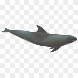 Whale Png, Transparent Png