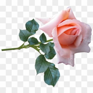Rose, Flower, Stem, Garden, Nature - Real Pink Rose With Stem, HD Png Download
