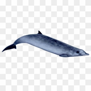 Toothed Whales Png, Transparent Png