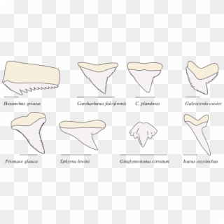 Morphological Diversity In Shark Teeth - 4 Types Of Shark Teeth, HD Png Download