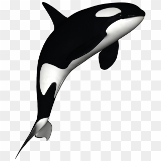 Cartoon Orca Killer Whales - Orca Png, Transparent Png
