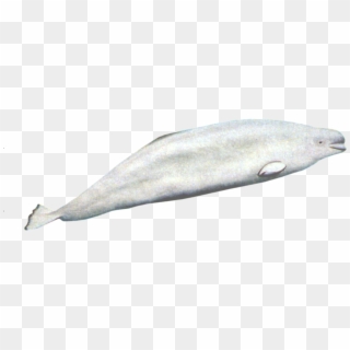 Transparent Whale Beluga - Beluga Transparent, HD Png Download