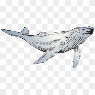 The Whale - Line Art, HD Png Download
