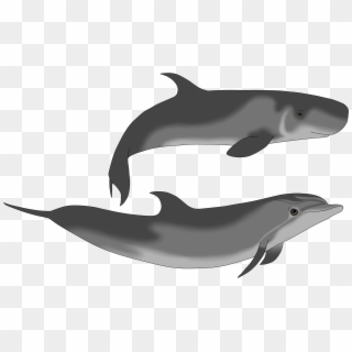 Full-grown Dwarf Sperm Whale And Bottlenose Dolphin - Dwarf Sperm Whale Size, HD Png Download