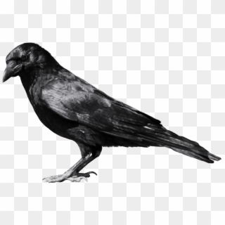 Black Crow Sideview - Crow Png, Transparent Png