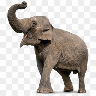 Elephant Png - Elephant Trunk Up Png, Transparent Png