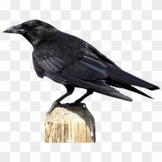 Download Crow Png Images Background - Crow Png, Transparent Png