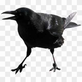 Crow Transparent Png Image - Screaming Crow Png, Png Download