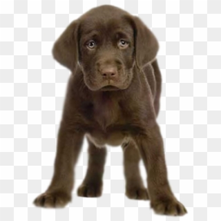 Puppy Transparent Png - Chocolate Lab, Png Download