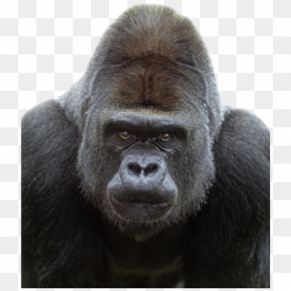 Gorilla Png Transparent Image - Gorilla Face Png, Png Download