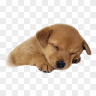 Cute Sleeping Puppy - Cute Puppy Png, Transparent Png