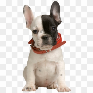 Puppy Png Transparent Background, Png Download