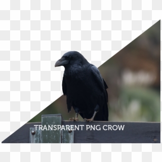 Crow Free Png Transparent Background Images Free Download - American Crow, Png Download