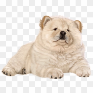 Puppy Png Clip Art - Chow Chow Png, Transparent Png