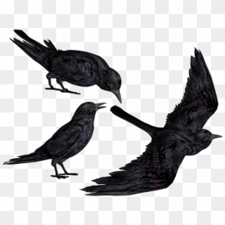 Crow Png Clipart - Black Crows Png, Transparent Png