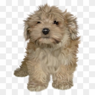Free Puppy Png Stock By Janeeden Pluspng - Puppy Stock Photo Transparent, Png Download