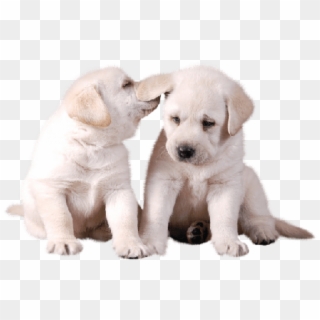 Free Png Download Two Cute White Puppies Png Images - Puppy, Transparent Png