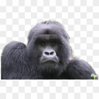 Gorilla Png Image - Mountain Gorilla, Transparent Png