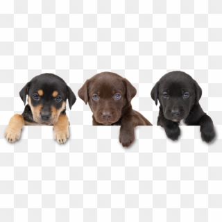 Dog-harmony - Free Puppies, HD Png Download