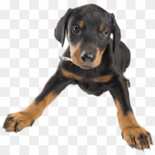 Doberman Puppy - Dog, HD Png Download