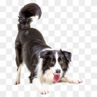 Vaccinations - Border Collie Png, Transparent Png