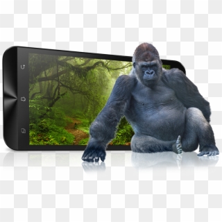 Gorilla, HD Png Download