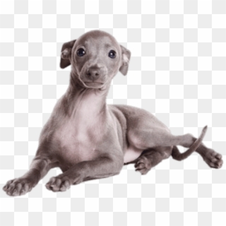Download Greyhound Puppy Png Images Background - Greyhound Puppies, Transparent Png
