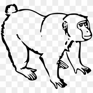 Safari Clipart Monkey - Macaco Safari Desenho - (2203x2402) Png