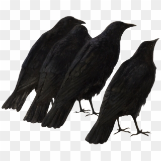 Crow Clipart Black Australian - Raven, HD Png Download