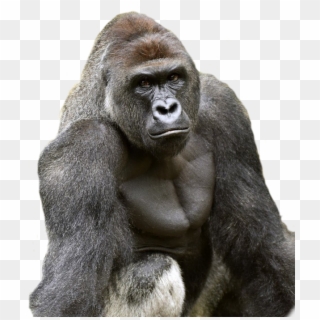 634 X 719 5 - Harambe Png, Transparent Png