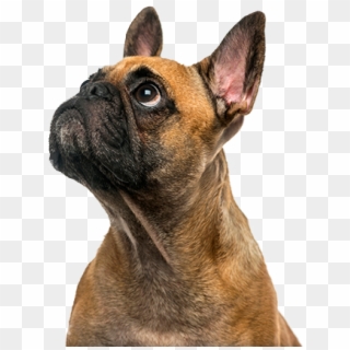 Cute Puppy - Boxer, HD Png Download
