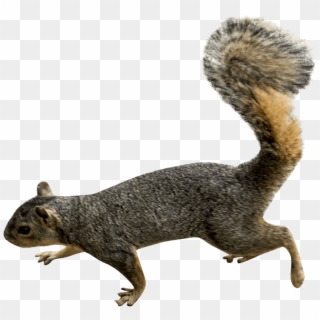 Squirrel PNG Transparent For Free Download - PngFind