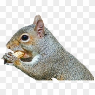 Squirrel Png Image - Eastern Gray Squirrel, Transparent Png