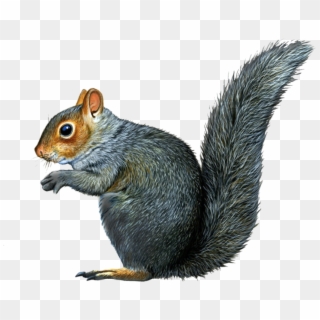 Download - Squirrel With No Background, HD Png Download