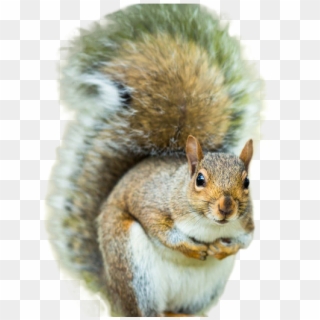 Squirrel Png Image - Man Dies After Eating Squirrel Brains, Transparent Png