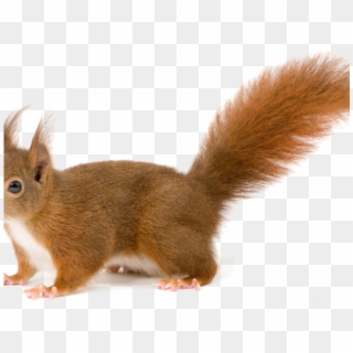 Squirrel With White Background, HD Png Download
