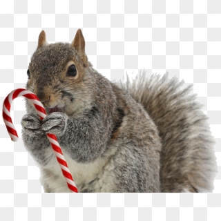 Merry Christmas Squirrel, HD Png Download