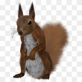 Red Squirrel Campsite - Fox Squirrel, HD Png Download