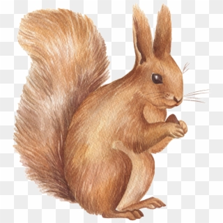 Hand Drawn A Little Squirrel Png Transparent Looking - 水彩 松鼠, Png Download