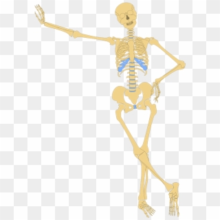 Lean-skeleton - Skeletal System Vector Png, Transparent Png