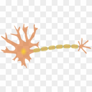 Neuron Nerve Cell Dendrites Axon Diagram - Nerve Cell Clip Art, HD Png Download