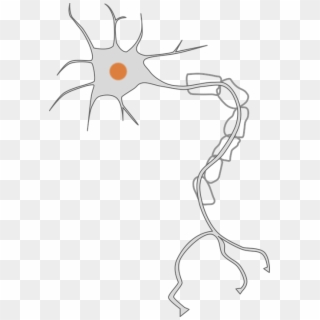 One Of The Rare Complications Of Dental Treatment Is - Neuron Clipart, HD Png Download
