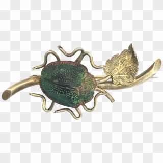 Vintage Real Scarab Beetle Brooch - Weevil, HD Png Download